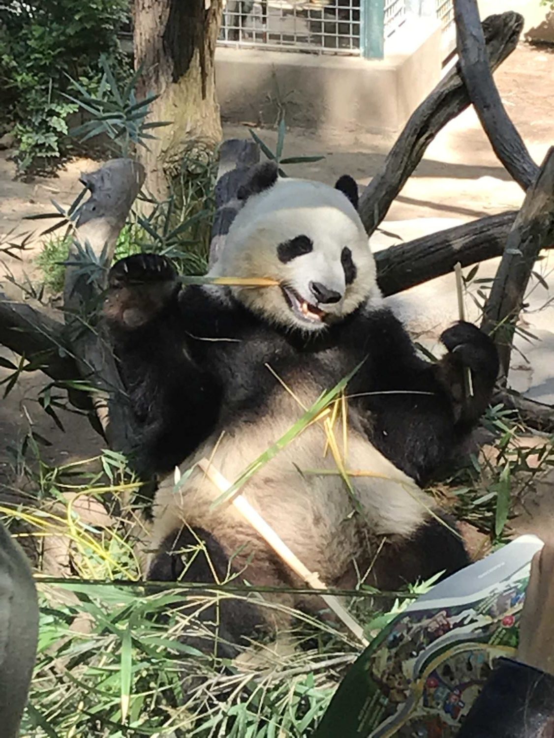 San Diego Zoo Pandas Head Back To China – The Commander